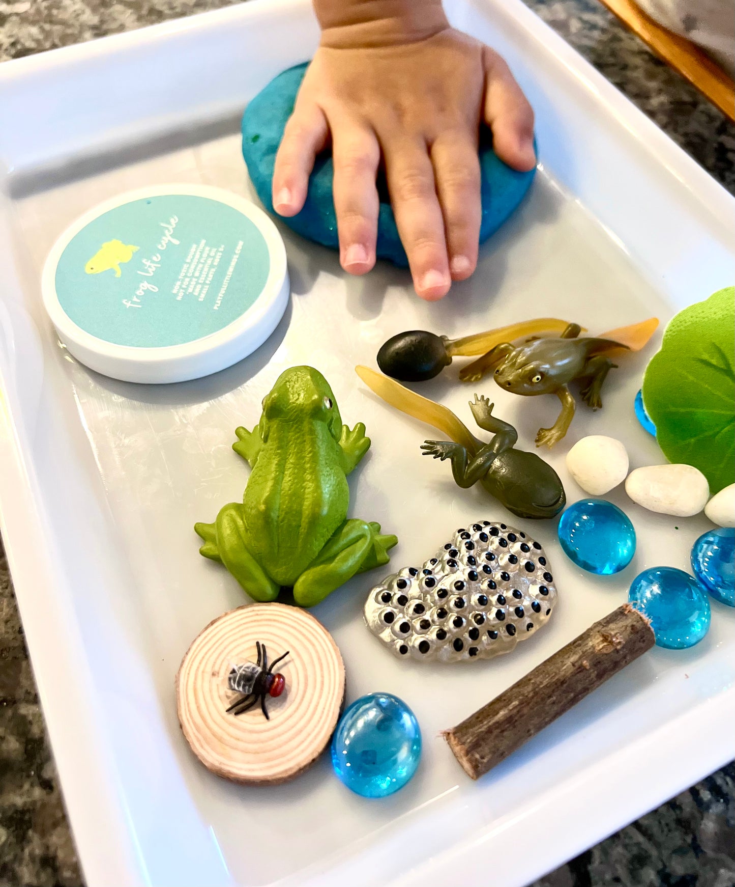 Frog Life Cycle Playdough Kit