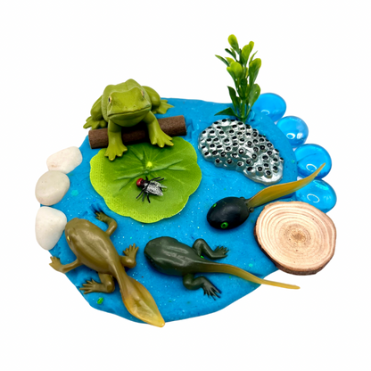 Frog Life Cycle Playdough Kit