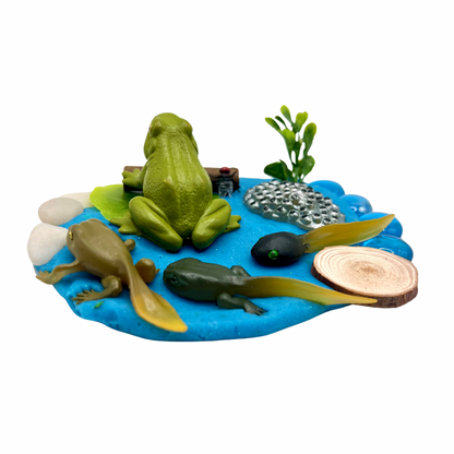 Frog Life Cycle Playdough Kit
